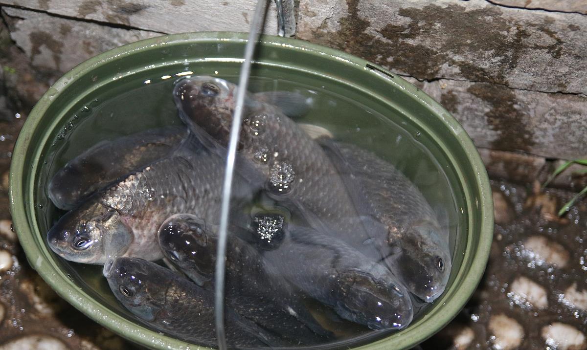 鲫鱼|秋末夜钓的3个思路，虽然简单，但是可以做个参考