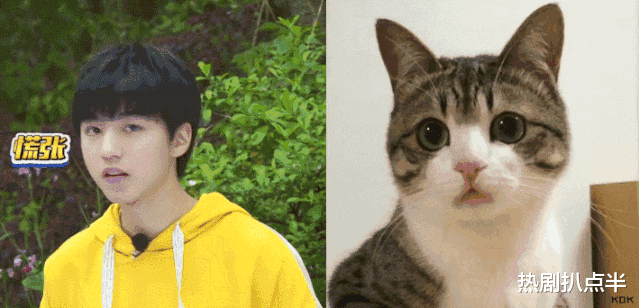 [娱乐圈]娱乐圈动物系长相大盘点，猴系鲶系长相吃香，肖战赵丽颖也被归类