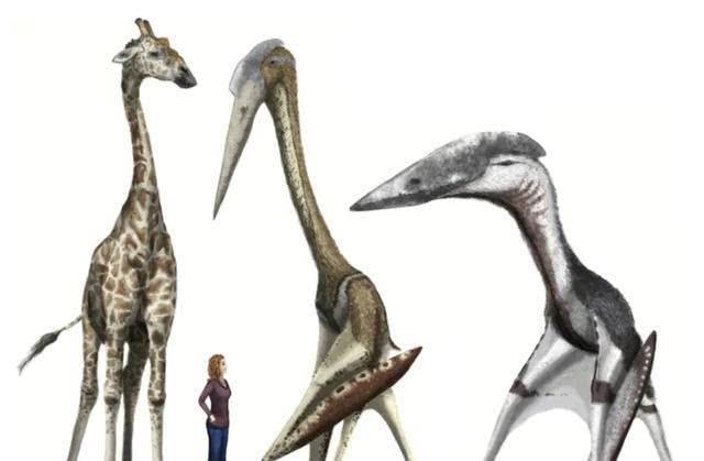 『恐龙』翼龙明明可以飞，为什么没逃过恐龙大灭绝？专家：原因过于简单