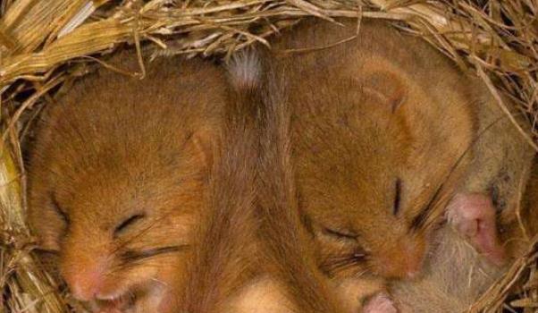 『睡鼠』世界上最懒的动物,5年寿命4年在睡觉,睡着了还能把自己饿死!