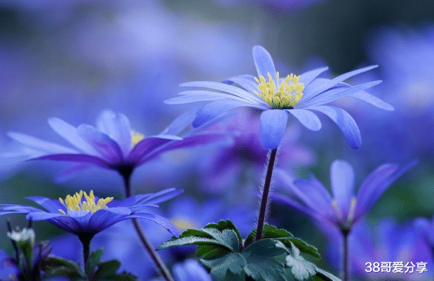 []5月底7天内，财帛不缺，3大生肖事业平步青云，富贵又旺夫