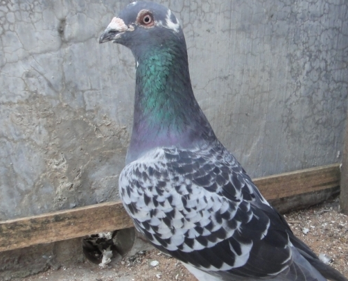 国内的信鸽品种还是蛮多的，每一个品种都有它自己的特点！