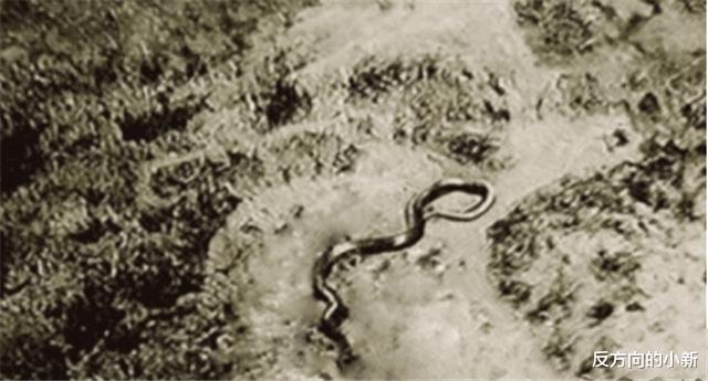 科学家▲二战飞行员曾在高空拍到一头16米巨蟒，吃啥长大的？