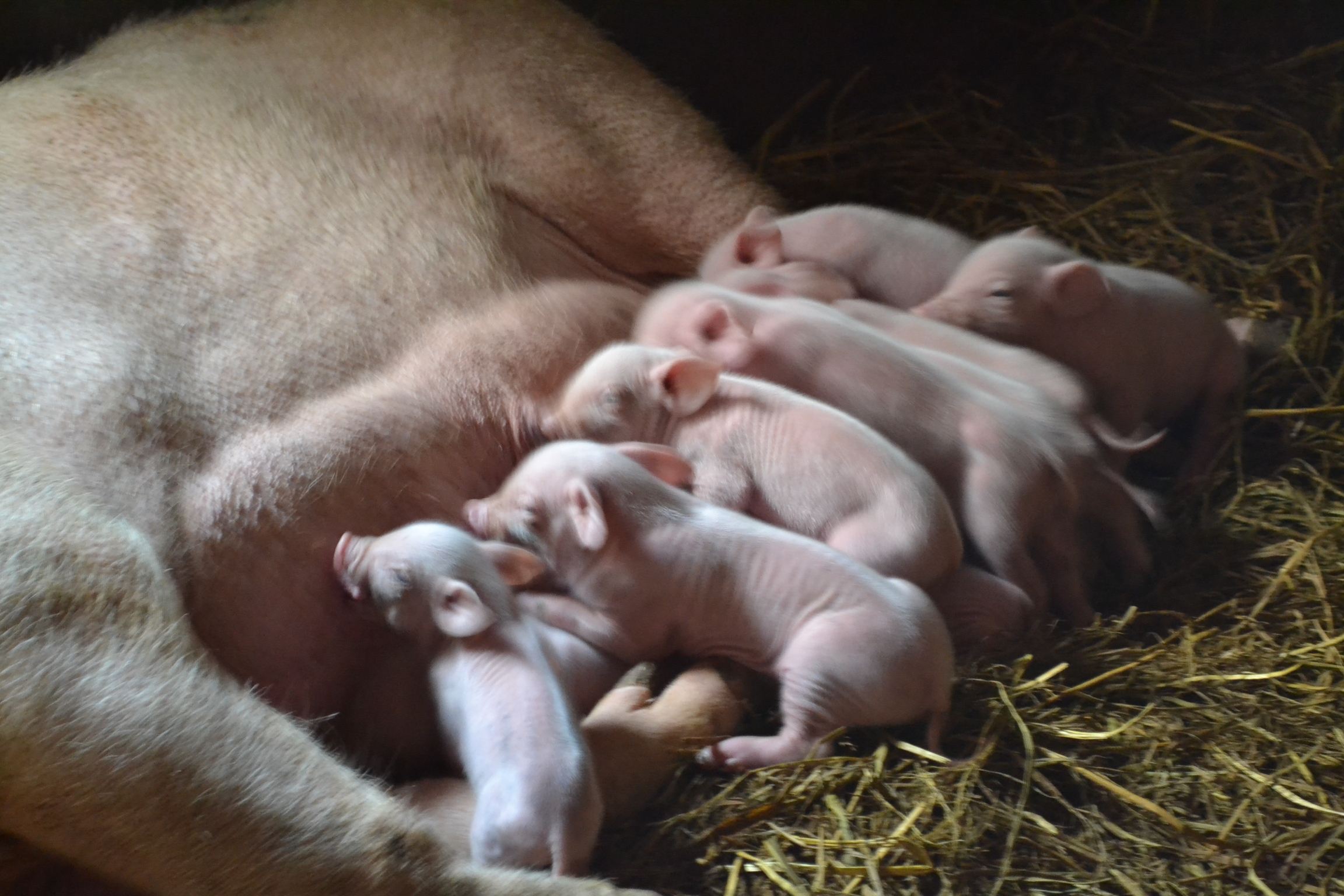 生猪价格近期持续下跌,猪崽价格会不会下降呢?看完心里有数了
