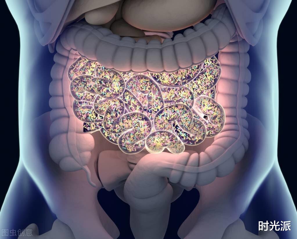 植物人|肠脑有多“聪明”？植物人大脑死亡，肠脑仍在“接管全局”