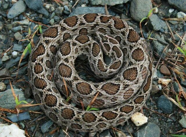 毒蛇|中国十大著名的毒蛇, 最后一位除了蜜獾谁都不想碰见!