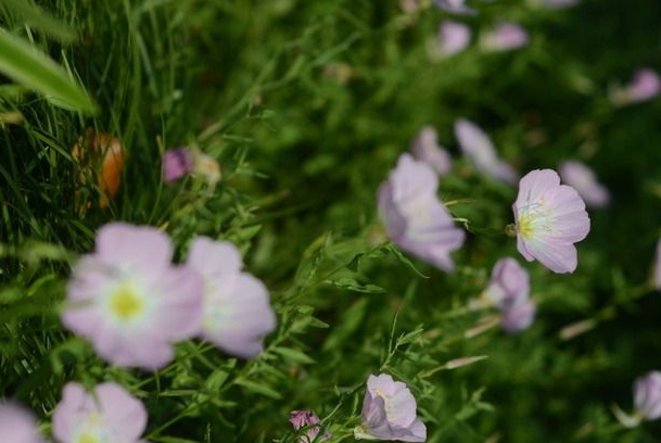 运势@6月未来7天,4属相收获好运气,运势欣欣向荣,鸿福旺盛