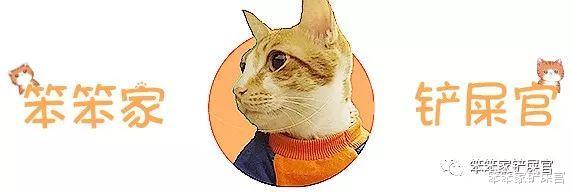 冬末到春季是猫瘟高发季节：不要以为疾病离猫很远，其实就它眼前
