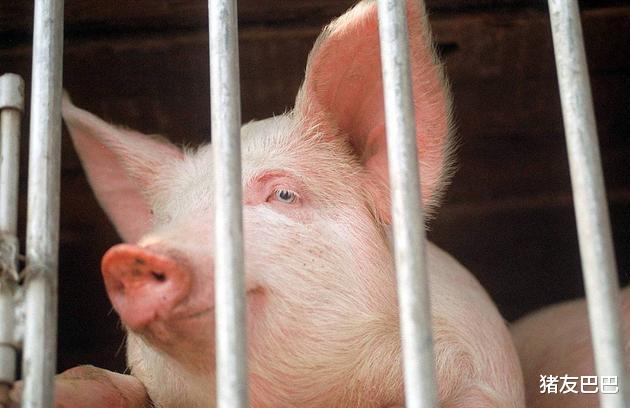 生猪价格|9月9日猪价：8跌18平！猪价“僵持不前”，上涨“变数”来袭！