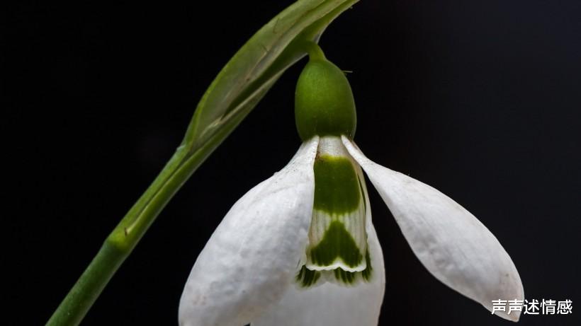 #生肖#7月，情缘旺盛，桃花来势汹汹，良缘天赐，放肆秀恩爱的4大生肖