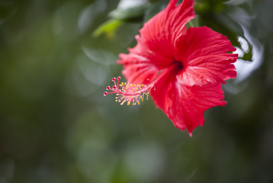 「生肖」下个月好运关照，4属相大吉大利，福旺业顺，喜事接二连三