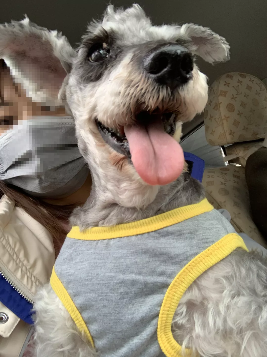 【回家】麦道携手爱心人士助16岁雪纳瑞与家人团聚！