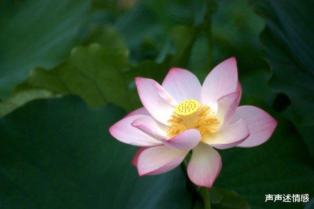 「生肖」未来一个月，天降良缘，四大生肖相见恨晚，拥抱真爱，共度一生！