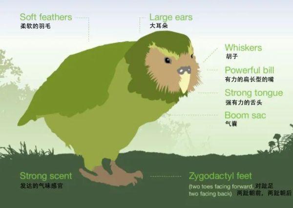 鳥中傻白甜，全球最胖，再度成為新西蘭年度“鳥王”……-圖4