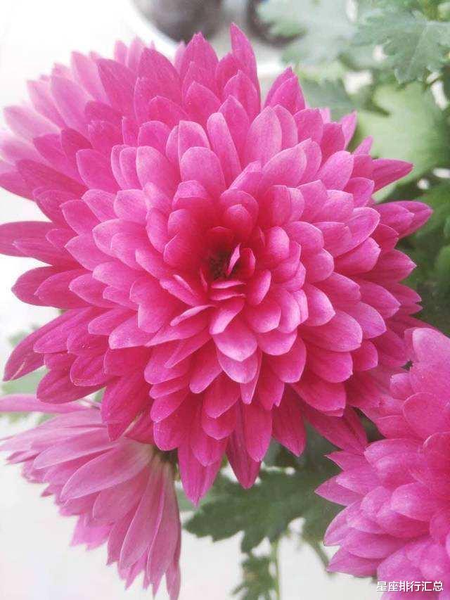 白羊座|这几个星座“有主见”，遇到爱情，马上付出真心