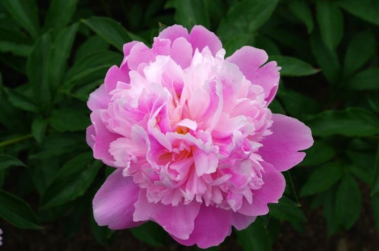 生肖|8月开始发财享富贵，工作一顺百顺，成功不怕晚的4生肖