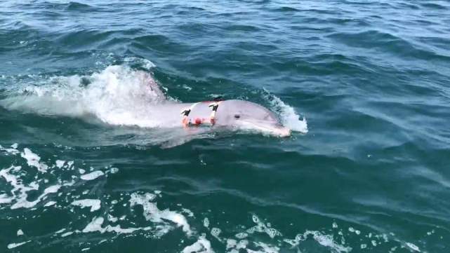 美航母|比导弹还恐怖百倍，又一款邪恶武器在越南量产，美航母都要绕着走