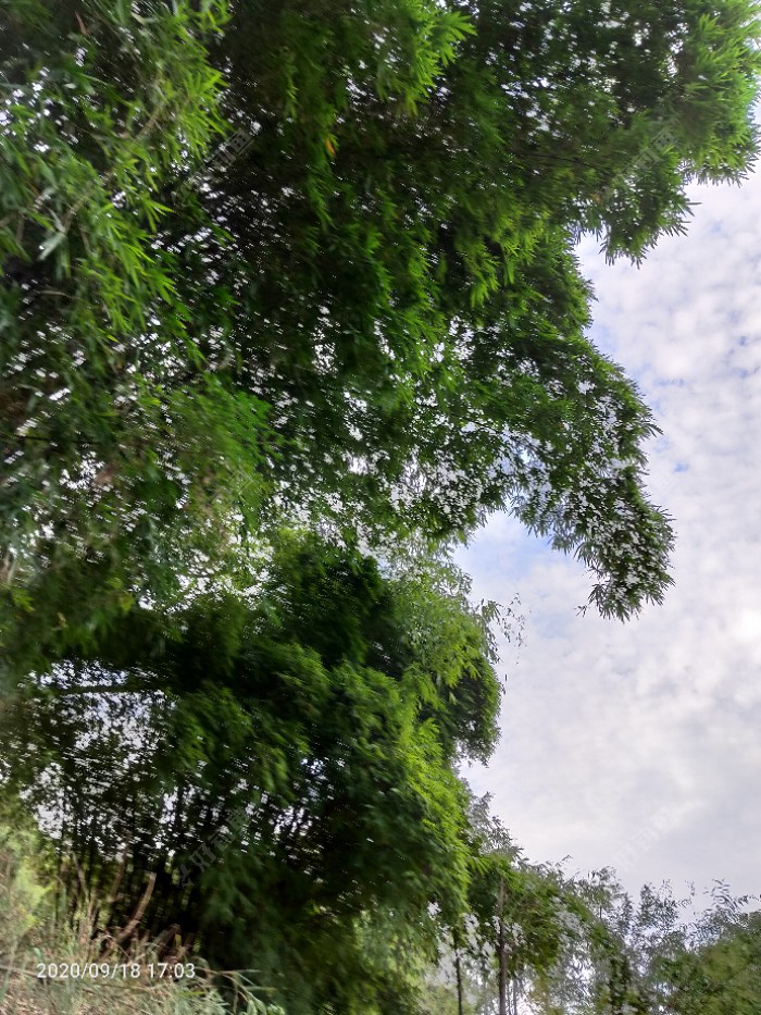 玉米|野钓流水应变得当才是王道