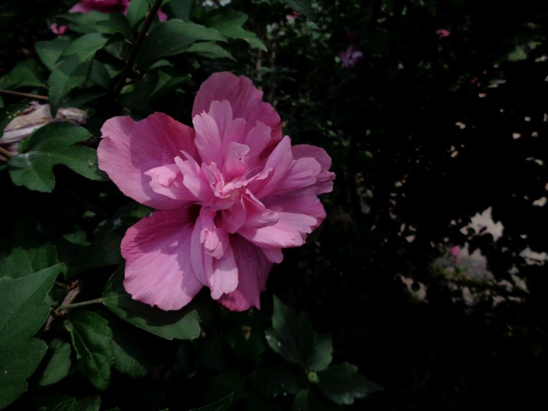 生肖|7月初内，桃花复苏前缘未断，深情不移，前任求复合的四大生肖