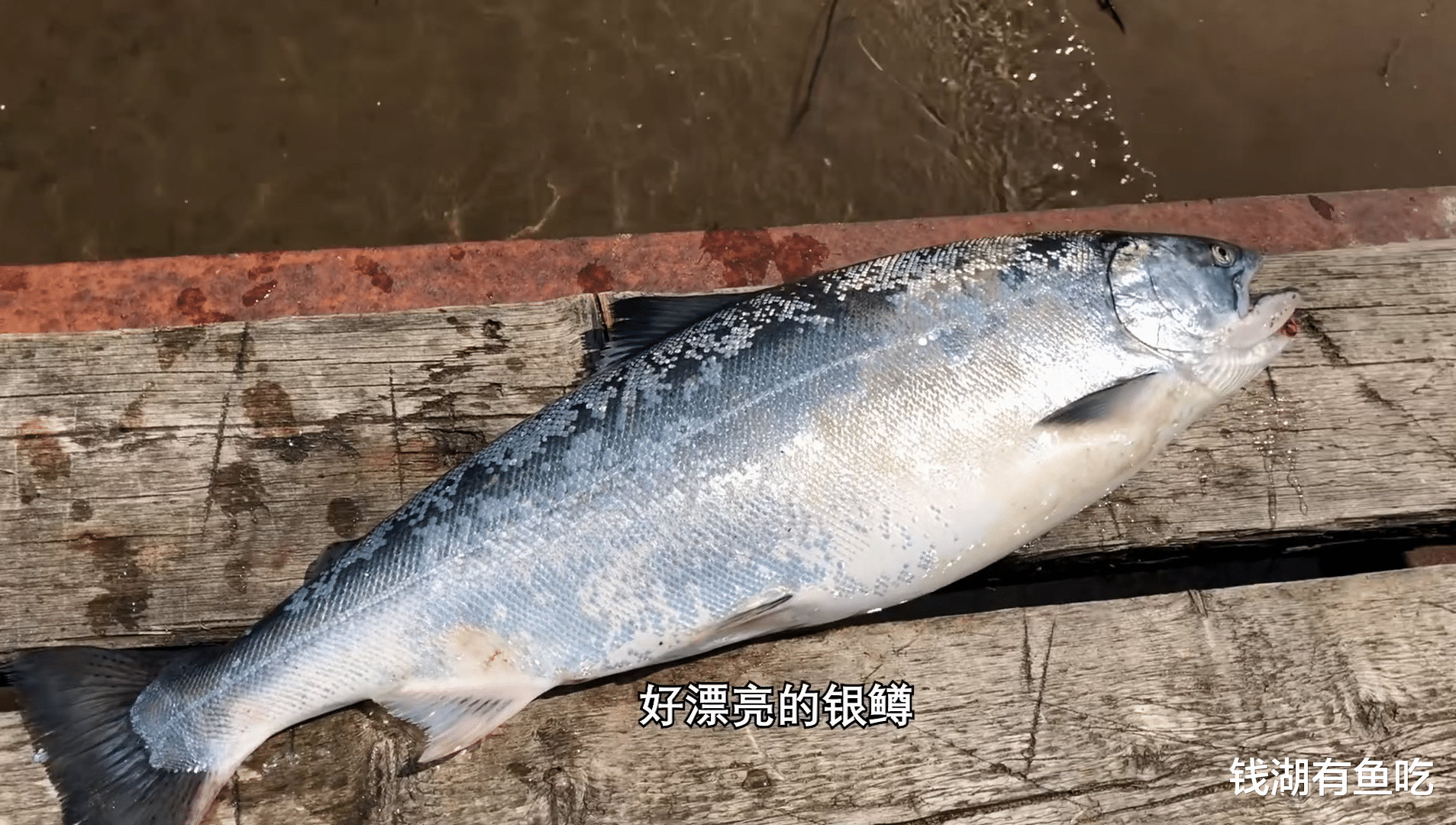 饵料|在国外钓鱼有风险，哪些鱼千万不能上船，心里要有数