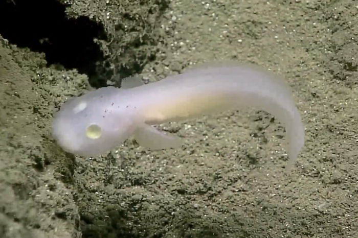 马里亚纳海沟|15种奇怪的生物 生活在世界最深处