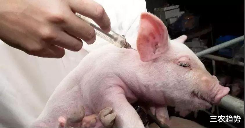 生猪价格|猪价正式\9连跌\，10月一跌不起或将成为定局，农民早做准备