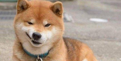 给宠物犬起名，难道主人都这么随意？原来背后都是有故事的！