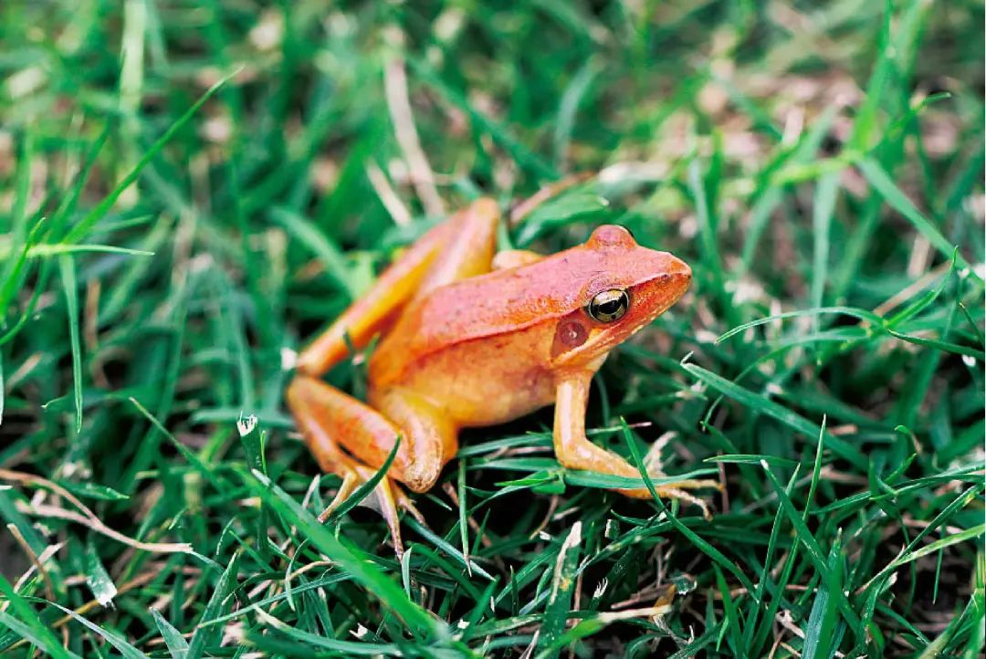 杭州日报|杭州发现“红色蛙”！全身赤红，还有斑点！一查不得了……