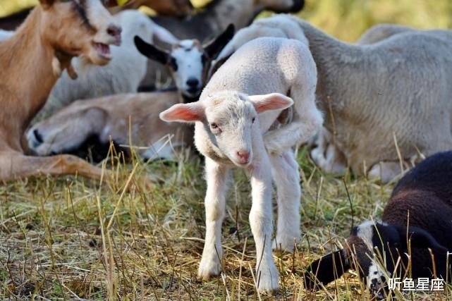 生肖|明天开始，天降鸿运，4生肖贵人多助，职场顺利，家中有喜