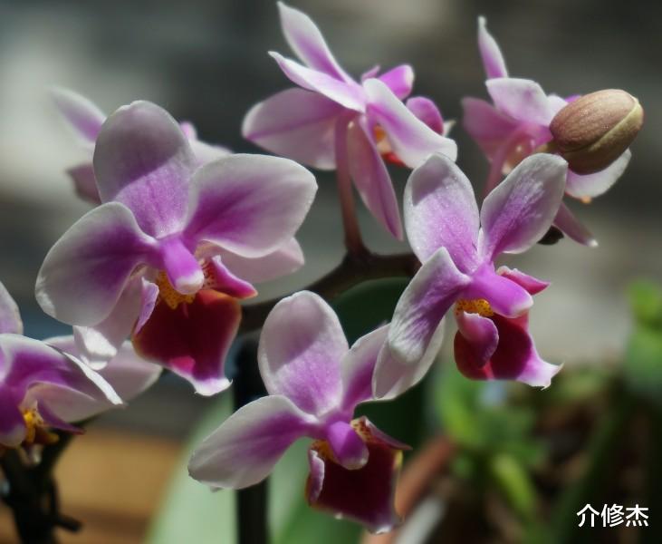 「生肖」七月份中旬，桃花送情，喜鹊衔枝定姻缘，遇佳人觅得真爱的4生肖