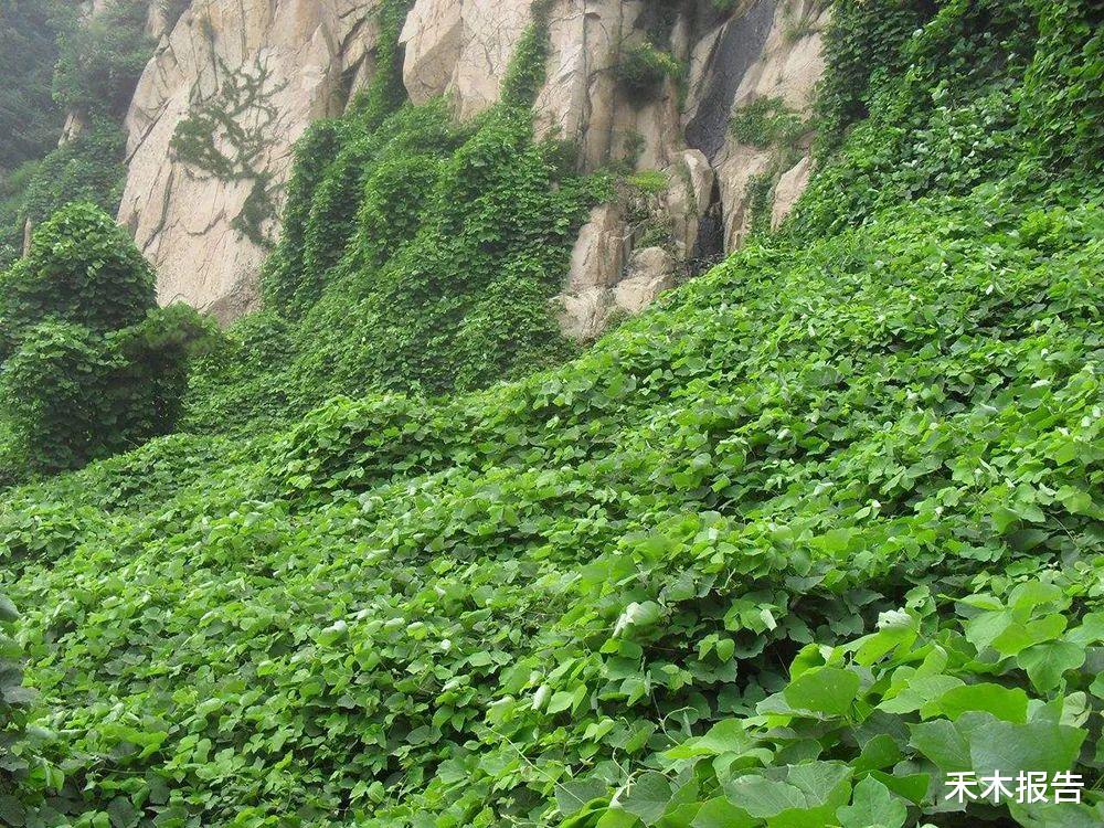 |难以根除的入侵植物，外国人避之不及，国内却挖不够