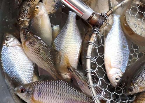 |最古老的鱼类之一，离开水就会高度腐烂，一斤35元尝过就忘不了！