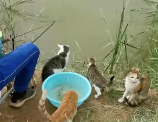 饵料|以往钓鱼是休闲，现在流浪猫举家讨鱼吃压力山大，小白条直接抢