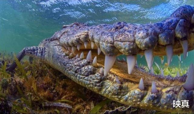 巨鳄|传奇巨鳄古斯塔夫，十年杀300人，被机枪扫射过，至今仍逍遥野外