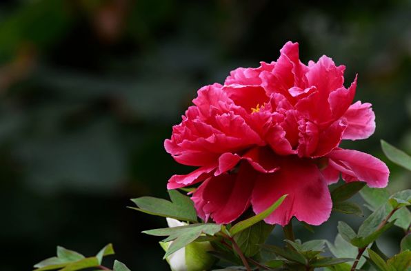 生肖|9月开始行大运，财源滚滚安康泰，9月喜事连连的4大生肖！