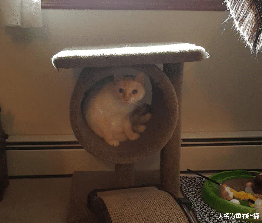 女子救下小猫却不想养，临走时说了一句玩笑话，1个月后还是养了