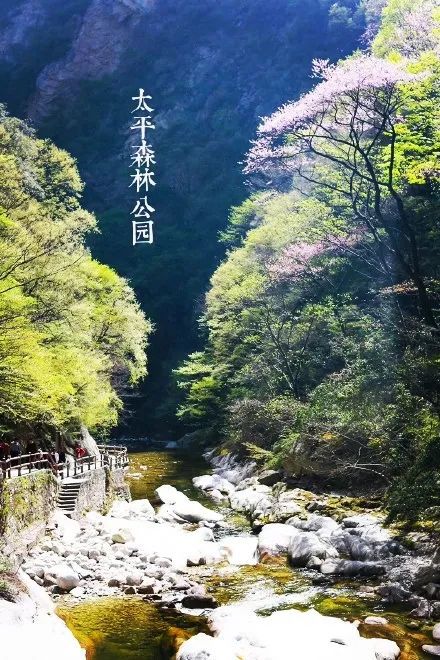 不插电|张含韵重新定义不插电音乐节！就在太平国家森林公园