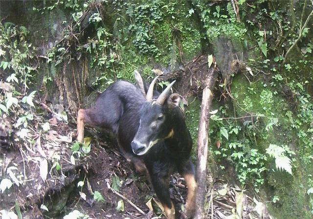 黑熊|高黎贡山发现黑熊追捕“四不像”，母兽奋力抵抗，幼崽却落入熊口