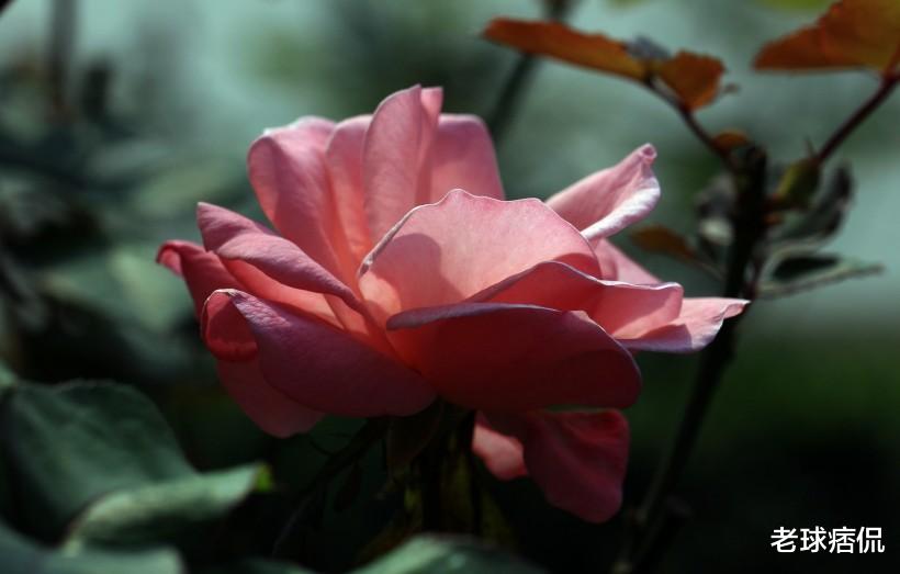 生肖：拥有偏财命！横财运超火爆，不管买啥都能中奖的3生肖