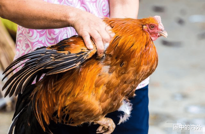 |鸡身上最“脏”的器官，不是屁股，而是它，肉贩：知道人越少越好