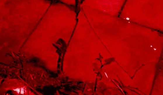 『英国』人类发起“物种入侵”，一种漂亮的植物被带回英国，破坏力惊人