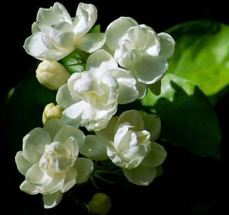 金牛座|11月份财源滚滚，喜获人生上上签，富得流油的3生肖