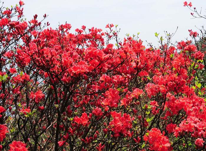 「双鱼座」6月26号,吉星入命,事业一顺百顺的4生肖,大赚特赚,生意喜上眉梢