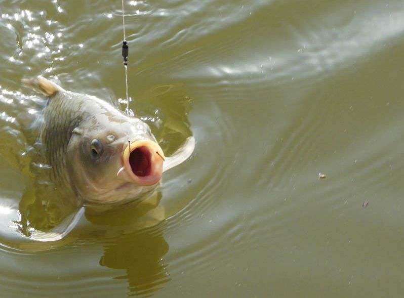 []钓鱼：3个打窝技巧，助你渔获多多