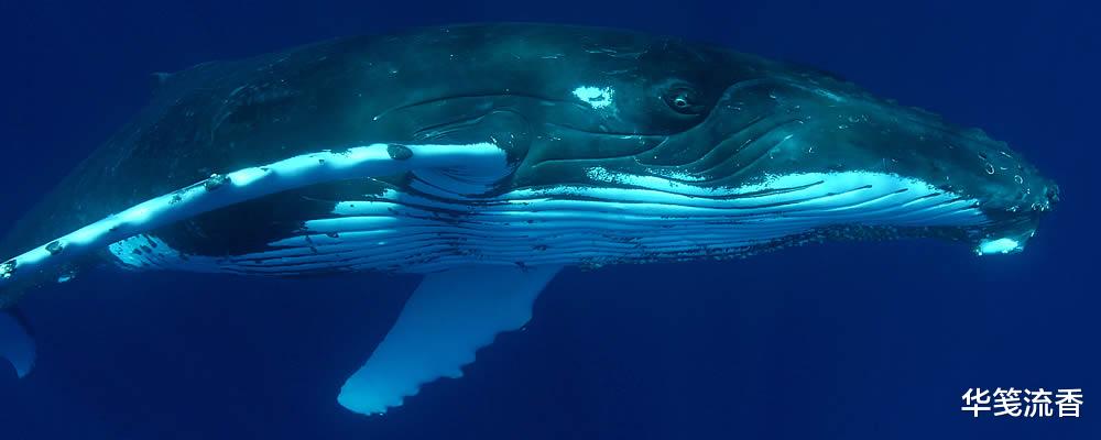 座头鲸■鲸背部被螺旋桨割成麻花,伤口深30cm,这有多疼!但它活下来了