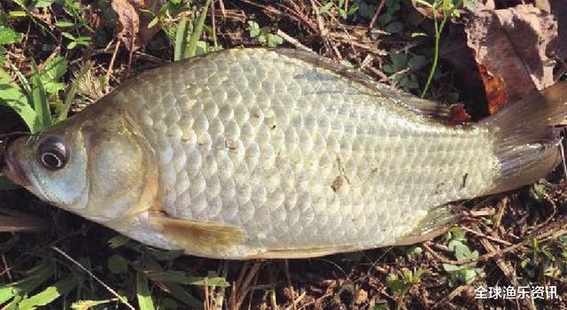 『空军』夏钓空军的三个原因，老钓友都知道策略，新手：这还要对症下药？