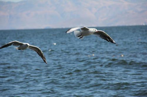 『暴雨』狂风暴雨时候,野外的鸟类是怎么过的?鸟儿:我是谁我在哪