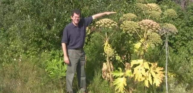 |比人高的巨型白花，却被称为“英国最可怕植物”，误碰会后悔一生