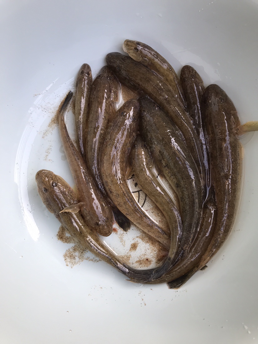 |海边作钓楞蹦鱼，钓获不知名鱼种，放流归家