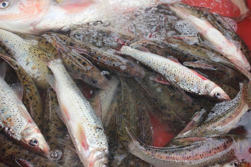 「」买鱼时，内行人从不买这5种，浪费钱还伤身体，鱼贩自己都不吃！